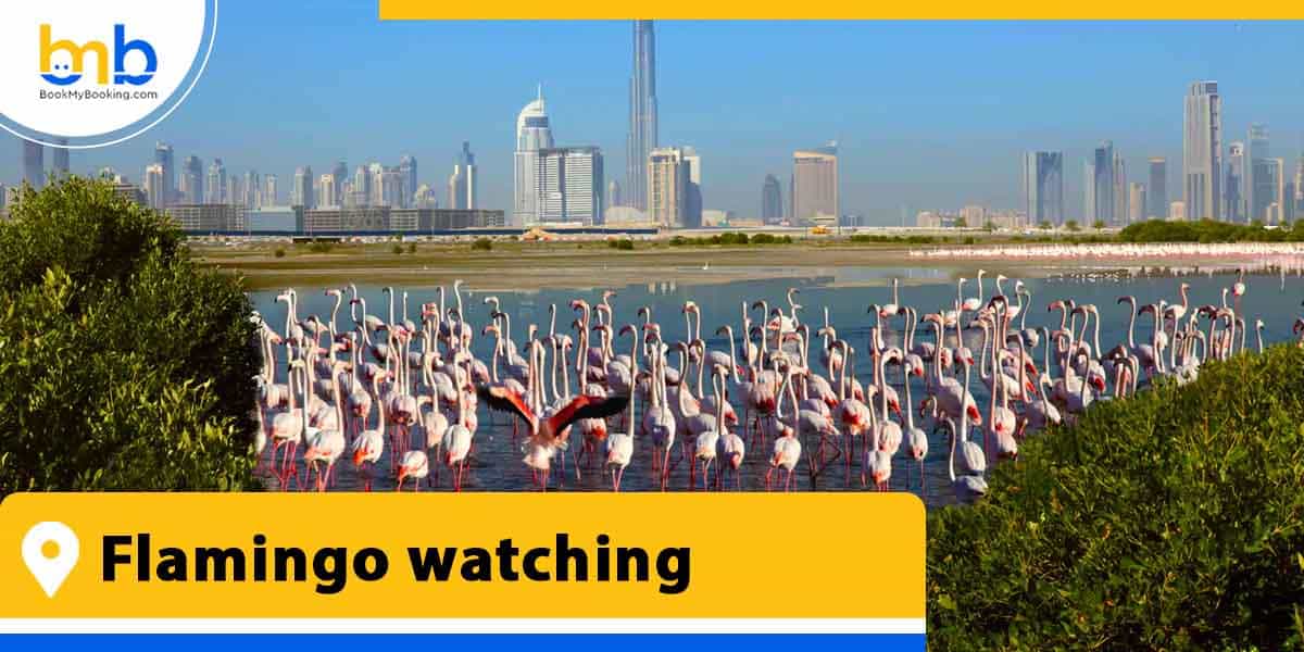 flamingo watching from bookmybooking