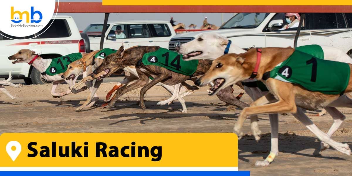 saluki racing from bookmybooking