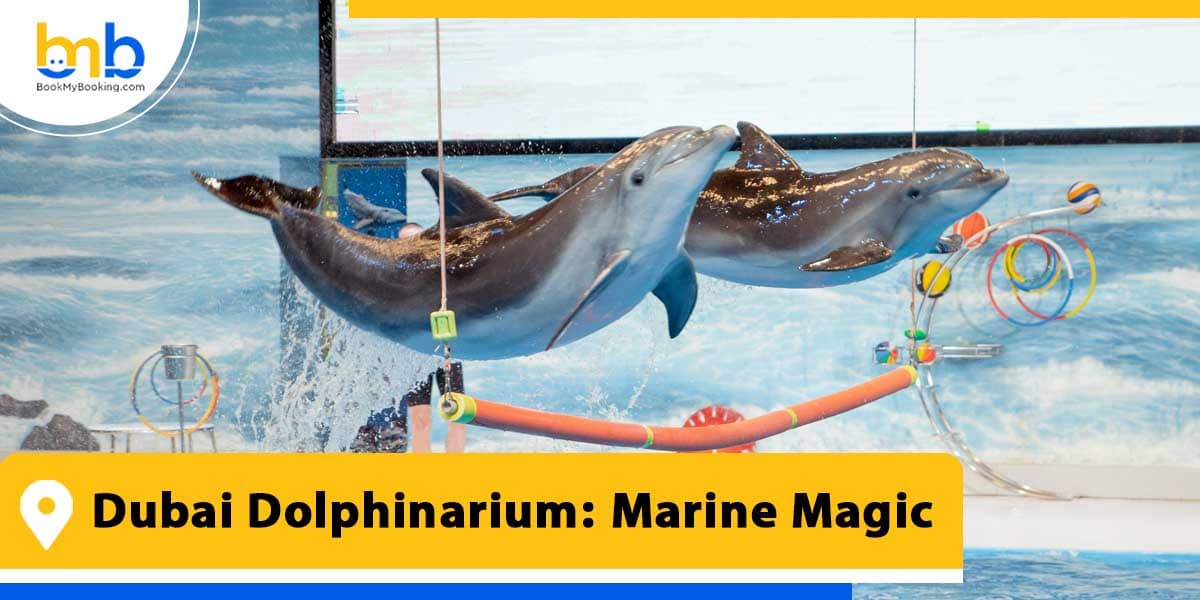 dubai dolphinarium marine magic from bookmybooking
