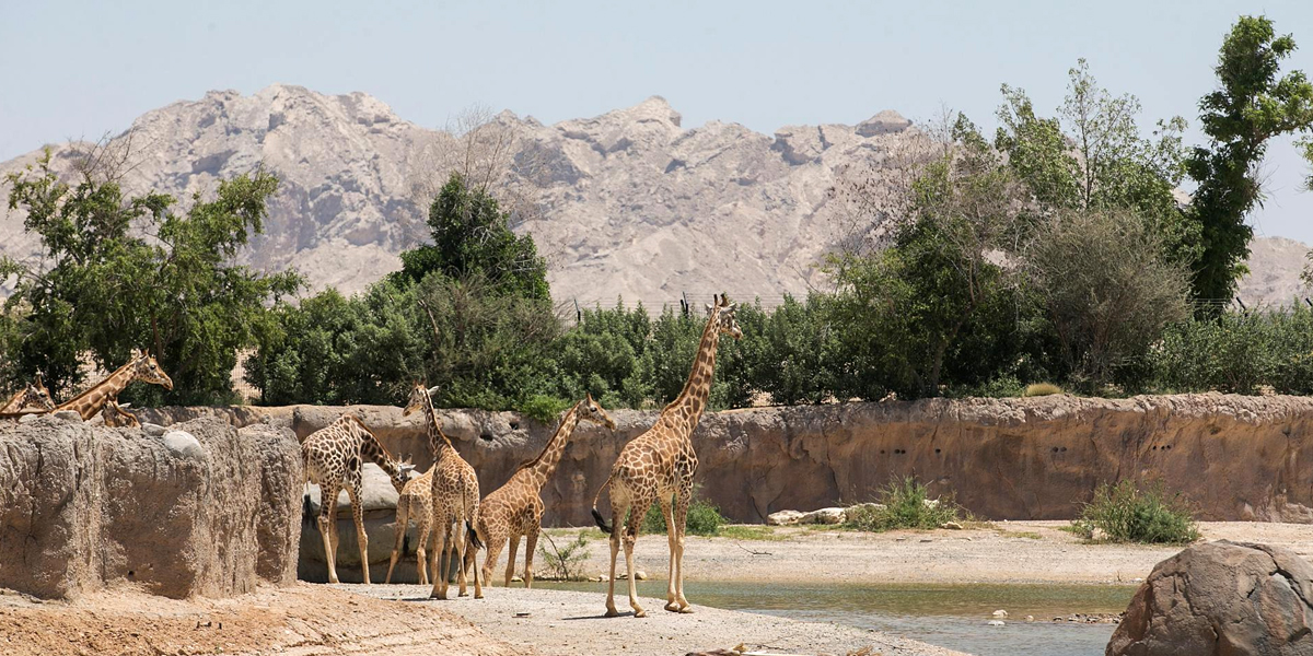 al ain zoo al ain