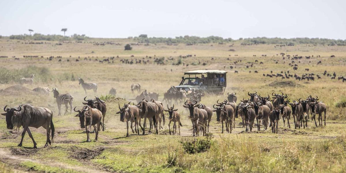 maasai mara migration from instaglobalvisa