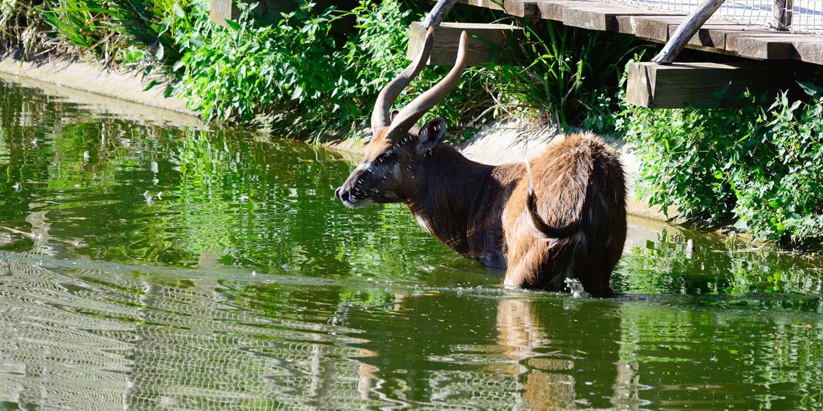 saiwa swamp national park wildlife safaris in kenya