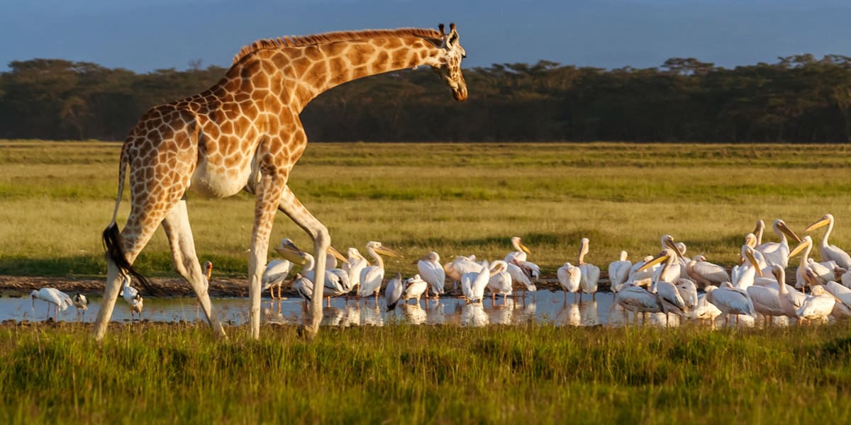 lake nakuru national park in kenya from instaglobalvisa