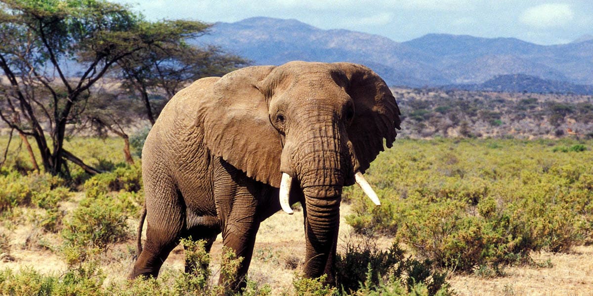 samburu national reserve in kenya from instaglobalvisa